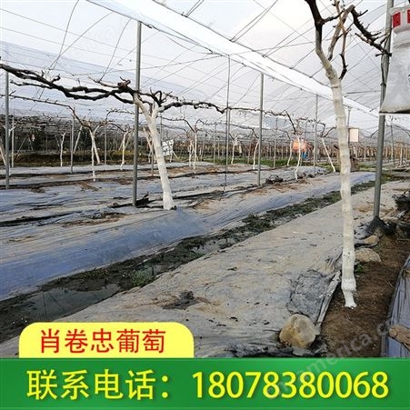 广西桂林草莓园建造-大棚施工工程严格要求