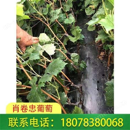 广西桂林葡萄种植-阳光玫瑰葡萄苗值得选择