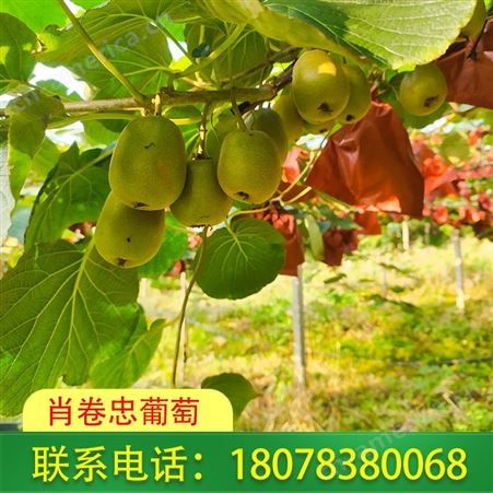 桂林红心猕猴桃基地销售远至广西省外