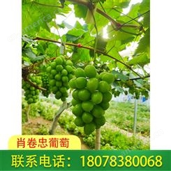 桂林葡萄价格——阳光玫瑰葡萄果肉硬脆