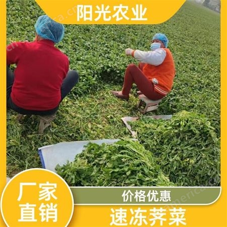阳光农业 支持OEM代工 荠菜 营养丰富 混沌水饺包子料