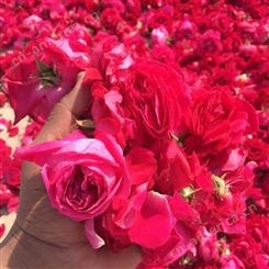 孝感市进口玫瑰花 玫瑰花瓣 价格实惠鲜切花卉 价格