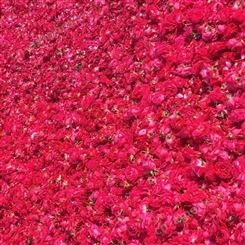 蚌埠市进口玫瑰花 玫瑰花瓣 质优价廉鲜切花卉 直销