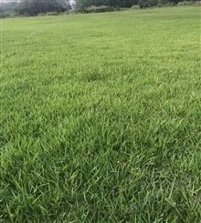 马尼拉草供应 耐践踏草坪 园林庭院绿化草皮 结缕草批发
