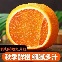 湖北秭归九月红脐橙秋橙爆汁橙果冻橙子一件代发批发5斤/10斤